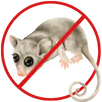 Possum Removal Frankston